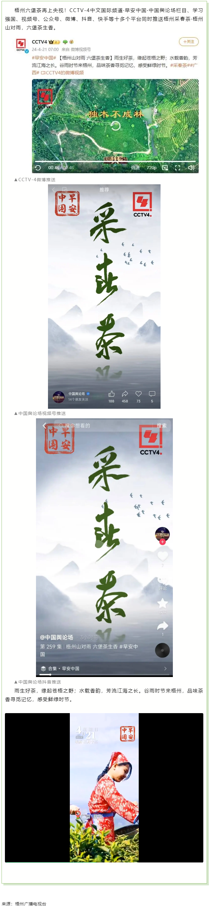 央視、學(xué)習(xí)強國等十多個平臺同時推送梧州采春茶·梧州六堡茶.png