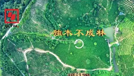 央視、學習強國等十多個平臺同時推送梧州采春茶．梧州六堡茶